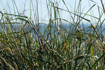 Long Green Grass by the Beach