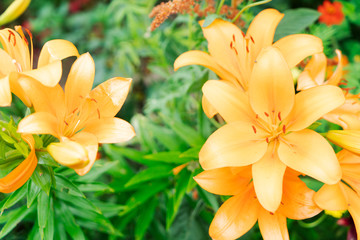 Lilly flowers growing in garden