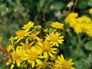 caterpillar on flower