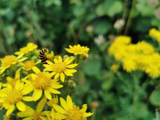 Caterpillar on flower