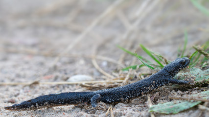 Female of great crested newt (Triturus cristatus). North-eastern Poland.