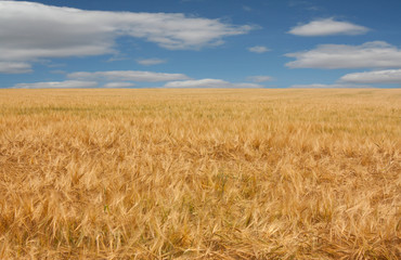 Beautiful field of ripe golden barley. Rural landscape of a field under a blue sky with white clouds. Beautiful nature