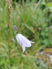 Rain drops on flowers