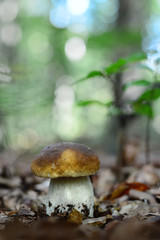 Mushroom