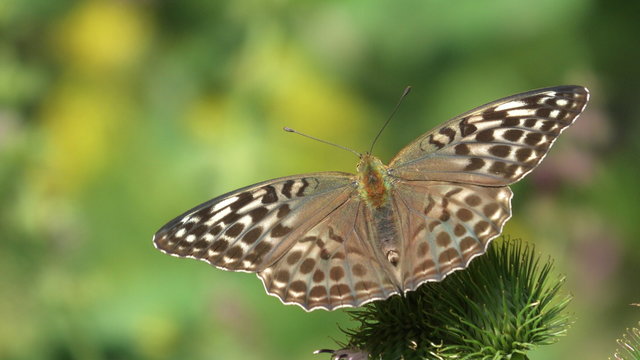 argynnis paphia femmina