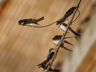 House Martin (Delichon urbicum) perched on some cables, in the town of Bellus, Spain