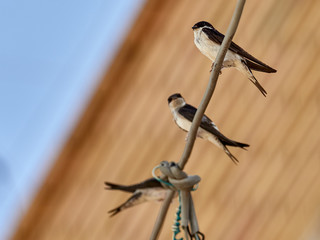 House Martin (Delichon urbicum) perched on some cables, in the town of Bellus, Spain