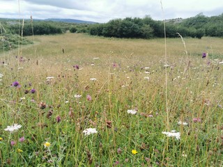 field of flowers