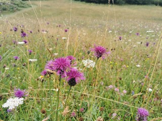 field of flowers