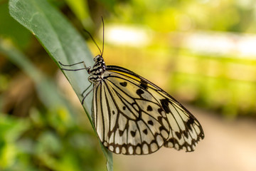 Schmetterling in der Natur
