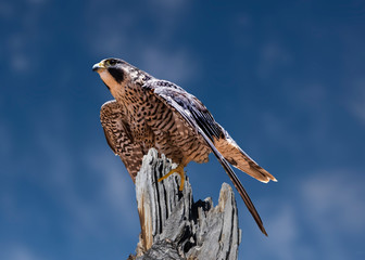 Peregrine Falcon (Falco peregrinus) Going Hunting