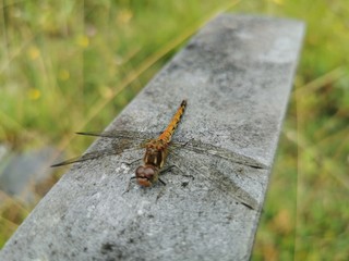 Dragonfly
