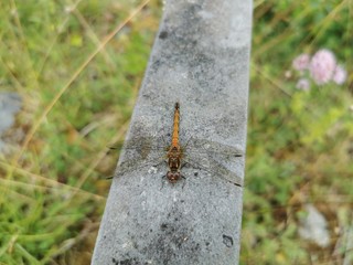 Dragonfly