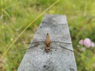 Dragonfly