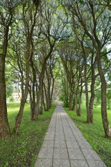 road in the forest