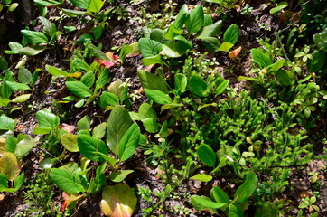 Wild forest plants