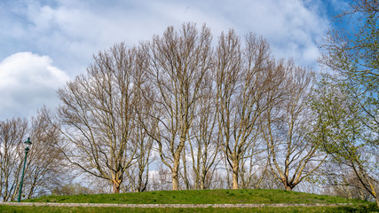 Group of trees still without leaves on a hilltop and a sidewalk with lantern in the foreground in the Kurpark Oberlaa (Vienna)