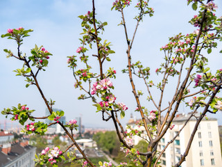 blossoming apple tree on a roof terrace with blurred office buildings in the background