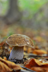 Mushroom