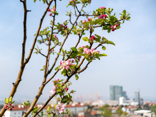 blossoming apple tree on a roof terrace with blurred office buildings in the background