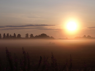Foggy summer landscape with large meadow and sun shining through the plants and  tree branches