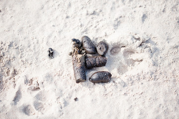 dog poo polluting the beach