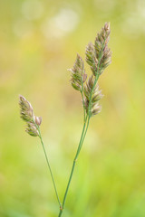 Dactylis glomerata - Orchard Grass