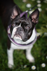 Fototapeta premium Boston Terrier in the Park in Spring