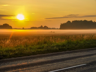 Foggy summer landscape with large meadow and sun shining through the plants and  tree branches