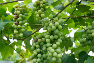 Frische unreife weiße grüne Trauben an einer angebundenen Rebe