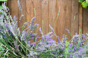 Lavendel Pflanze mit Holzwand im Hintergrund