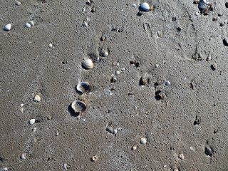 Muscheln am Strand in Dänemark