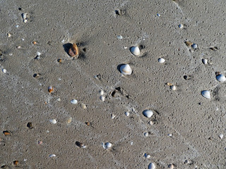 Muscheln am Strand in Dänemark