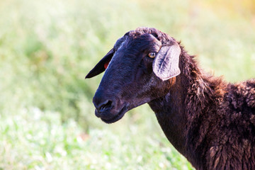 wild black sheep field background 