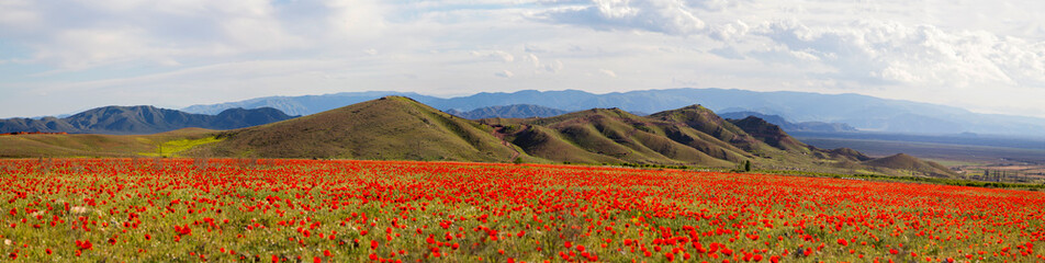 Poppy field against a background of mountains and a cloudy sky. Panorama. Horizontally.