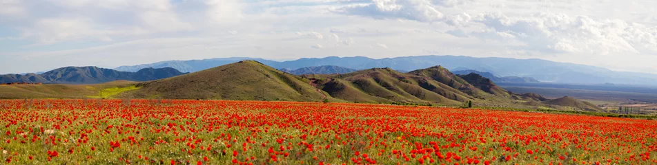 Gordijnen Poppy field against a background of mountains and a cloudy sky. Panorama. Horizontally. © lvp312