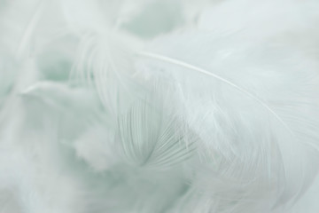 white feather background