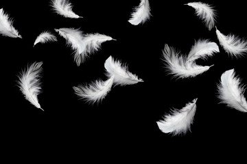 feather abstract background. solf white feathers falling down in the dark.