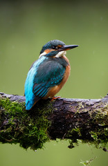 Kingfisher, Alcedo atthis, single bird on branch