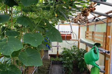 Tomatoes ripen in the greenhouse near the house