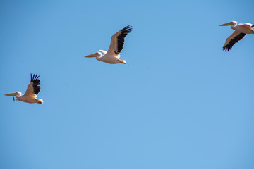 durch die namib nach walvis bay