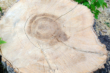  fresh stump of a perennial tree