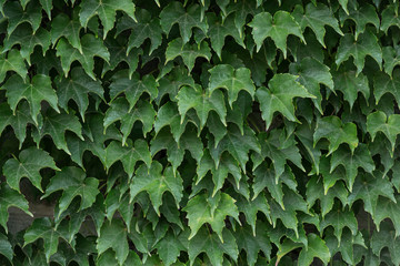 Ivy is energetic, it grows quickly and braids the walls. You will need to eliminate the roots or...
