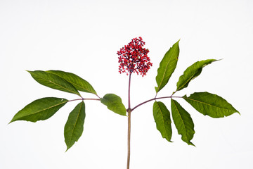 Red Elderberry - Isolated Fruiting Branch