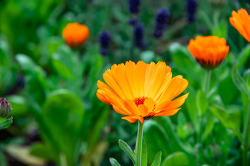 Beautiful orange calendula flower in summer garden (Marigold).
