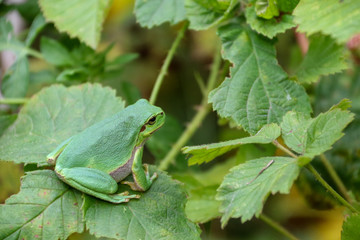 European Tree Frog