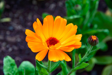 Beautiful orange calendula flower in summer garden (Marigold).