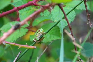 European Tree Frog