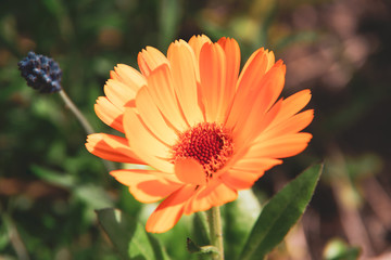 Beautiful orange calendula flower in summer garden (Marigold).