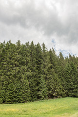 Fototapeta premium healthy green forest woodland natural environment 
